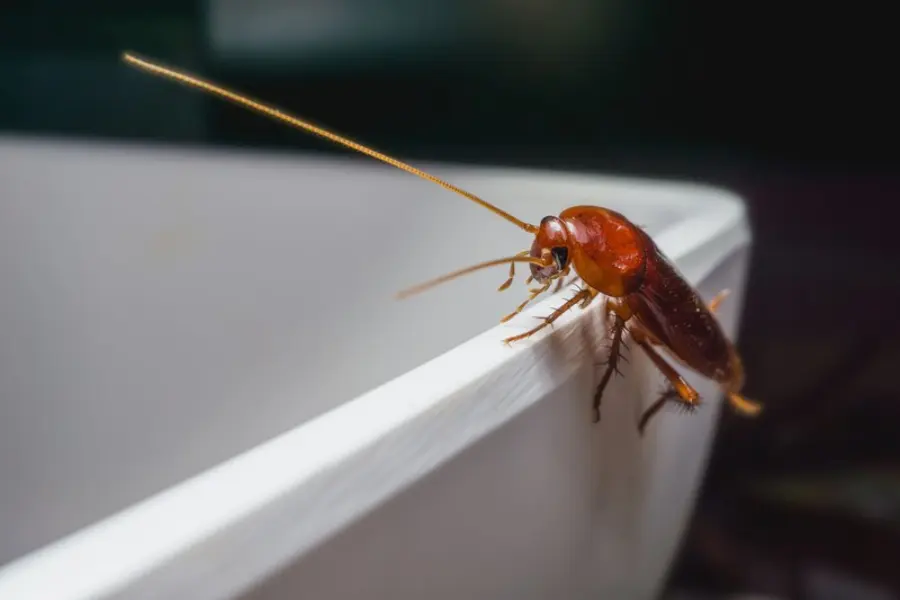 Close up Cockroach on white a bowl