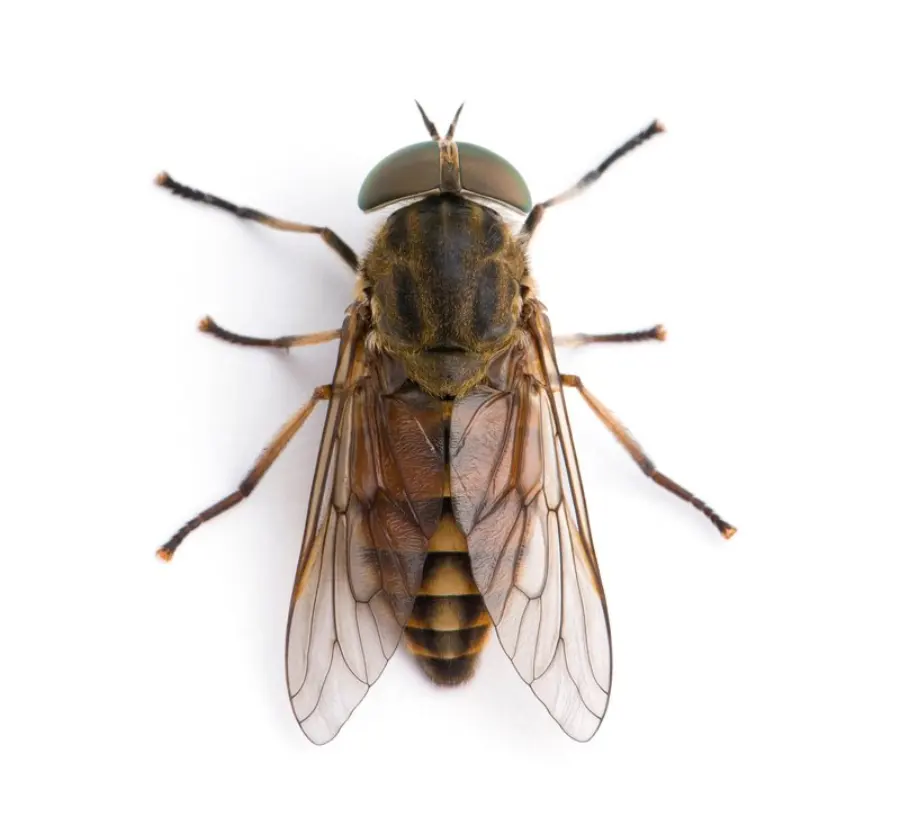 High Angle View Of Pale Giant Horse Fly Against White Background
