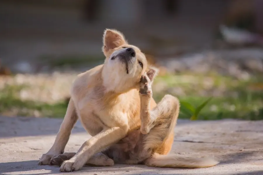 Dog Scratching Due To Fleas