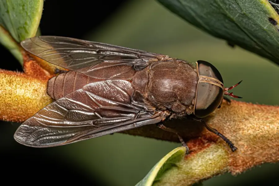 Adult Horse Fly Insect of the Subfamily Tabaninae