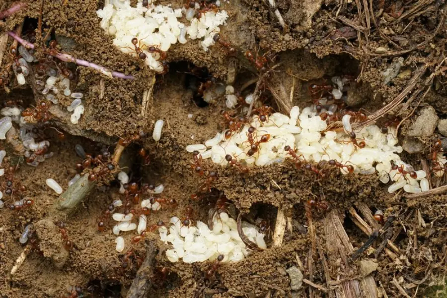 A colony of fire ants with their eggs.
