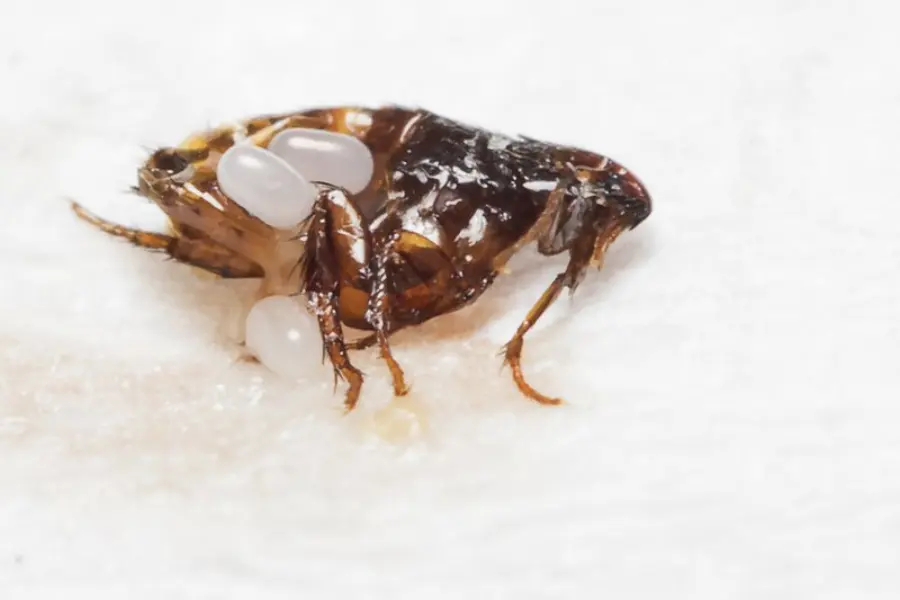 Adult Flea With Flea Eggs
