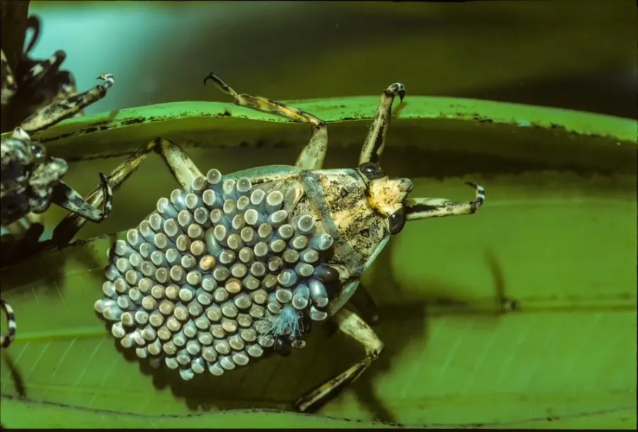 Giant Water Bug with Eggs, Abedus indentatus, Sierra Nevada Mountains, California. Belostomatidae.