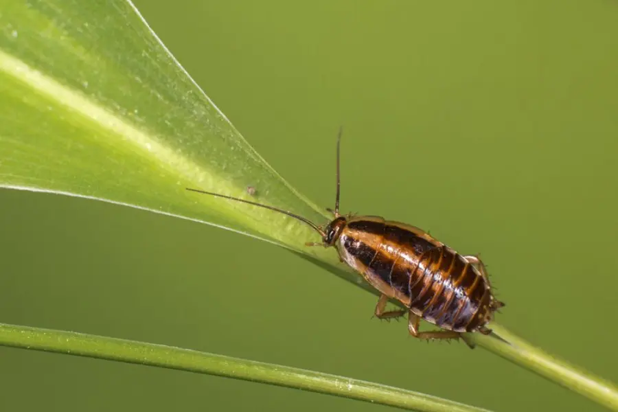 The German cockroach (Blattella germanica)