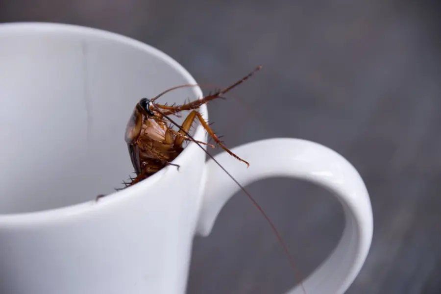 Close up cockroach in white cup drink
