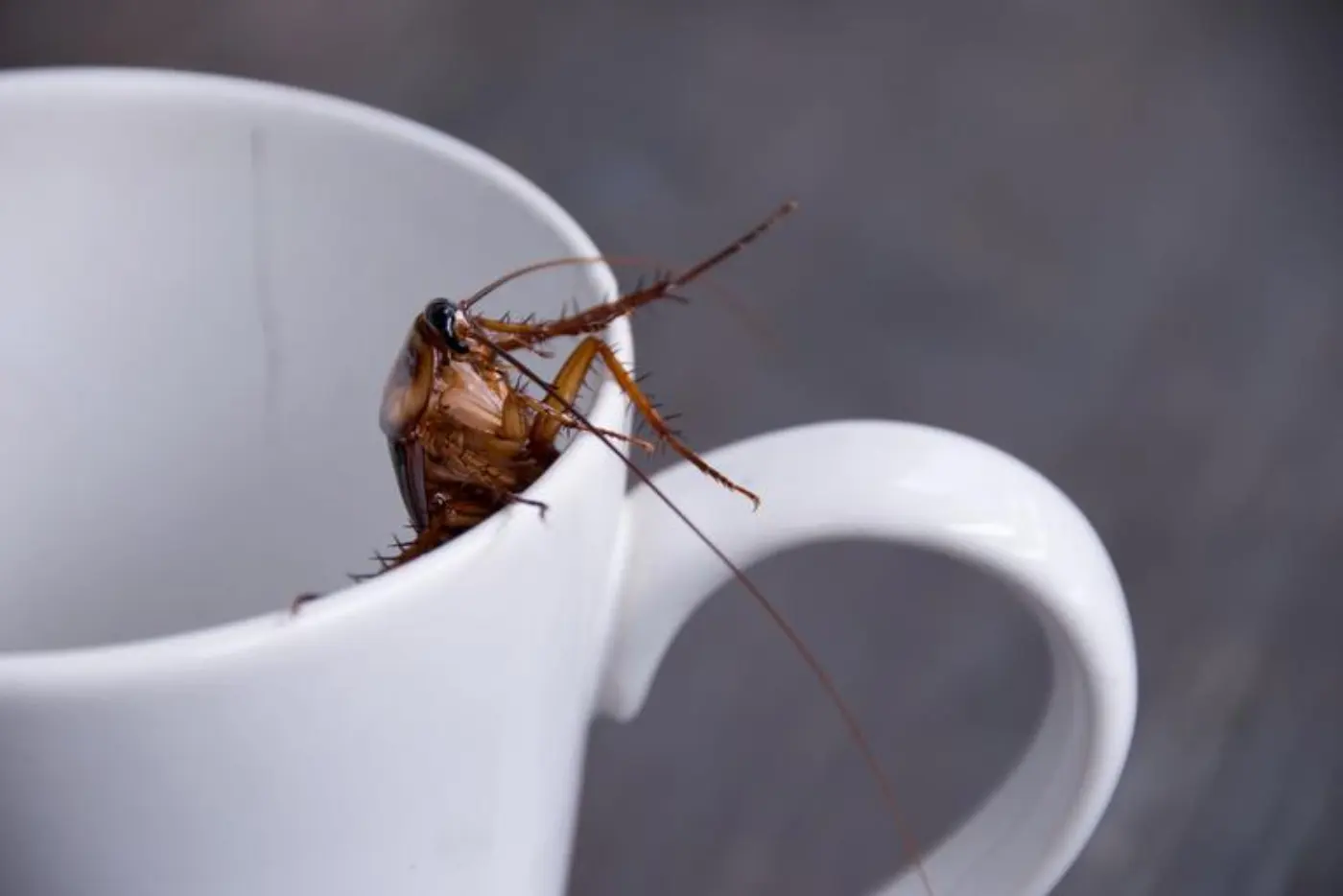 Close up cockroach in white cup drink