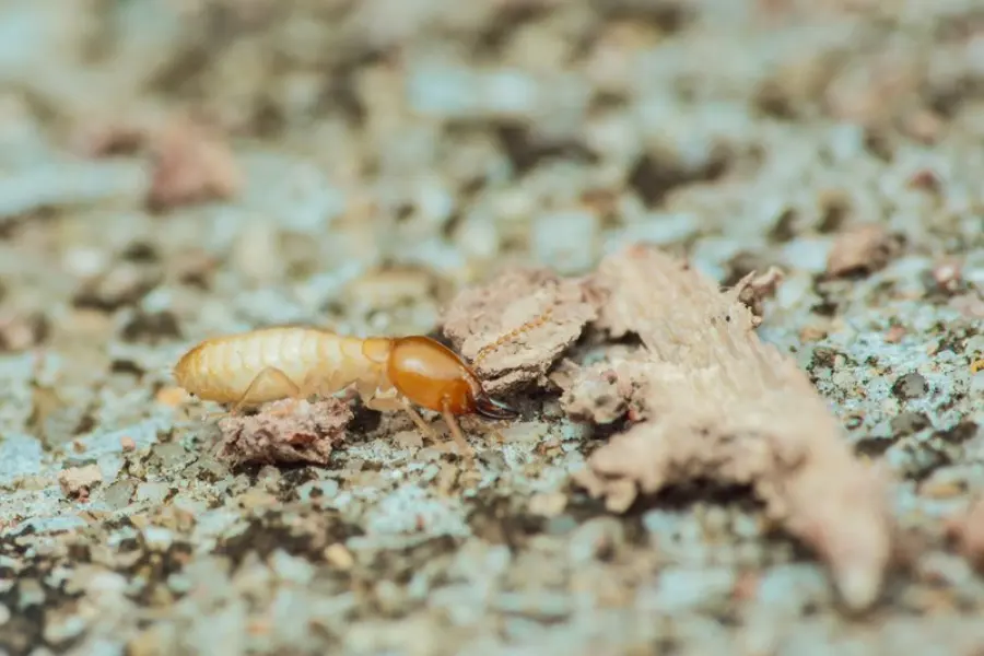 Close-up macro view of a termite worker crawling on the ground.
