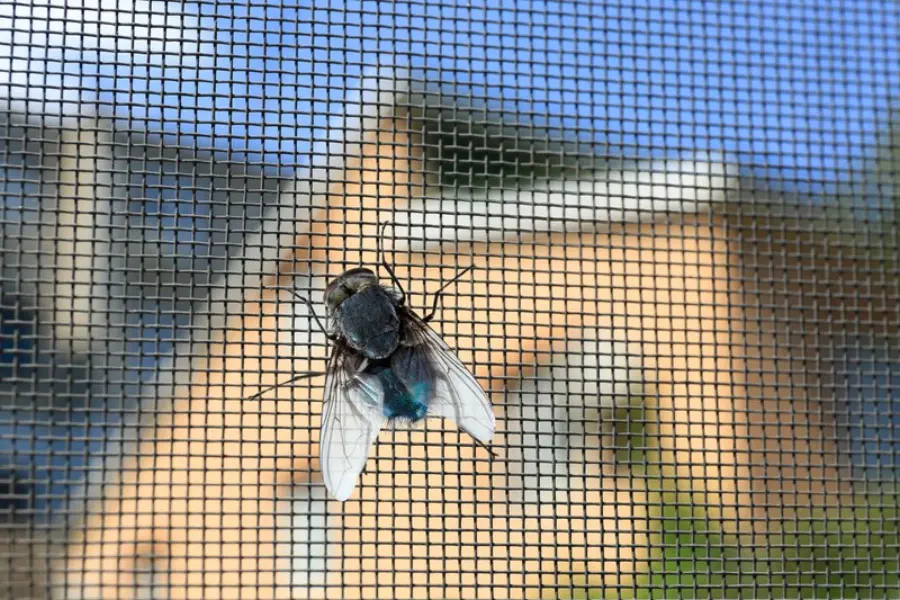 Fly on window screen, closeup