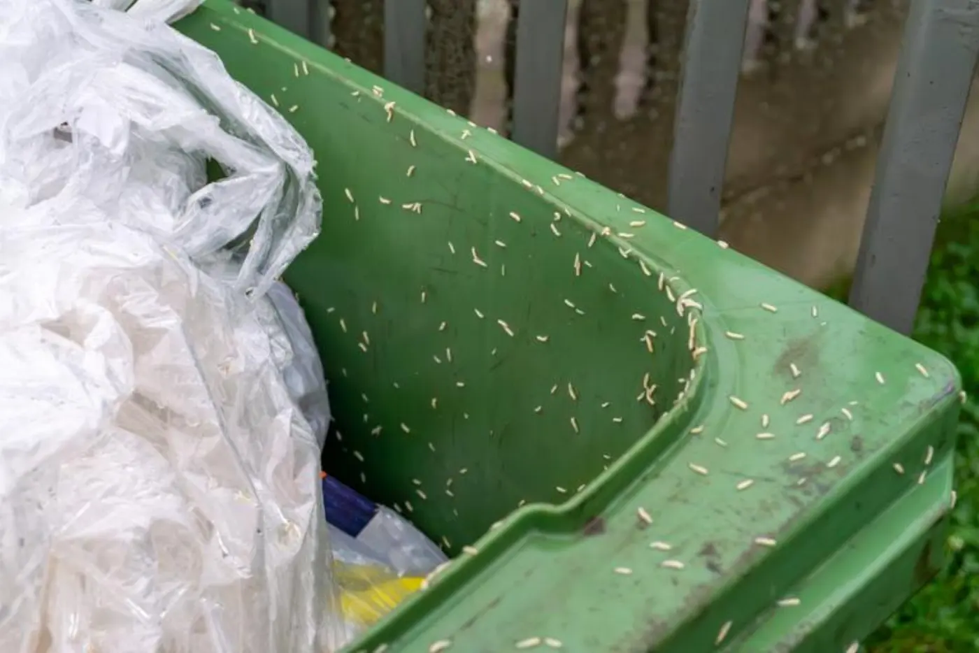 Where Do Maggots Come From? cover