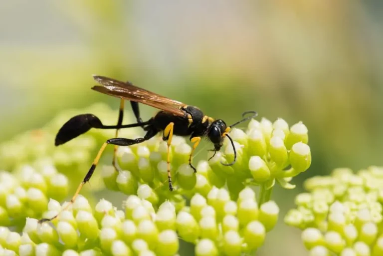 Mud Dauber Sting: Mild Sting or Real Risk? cover