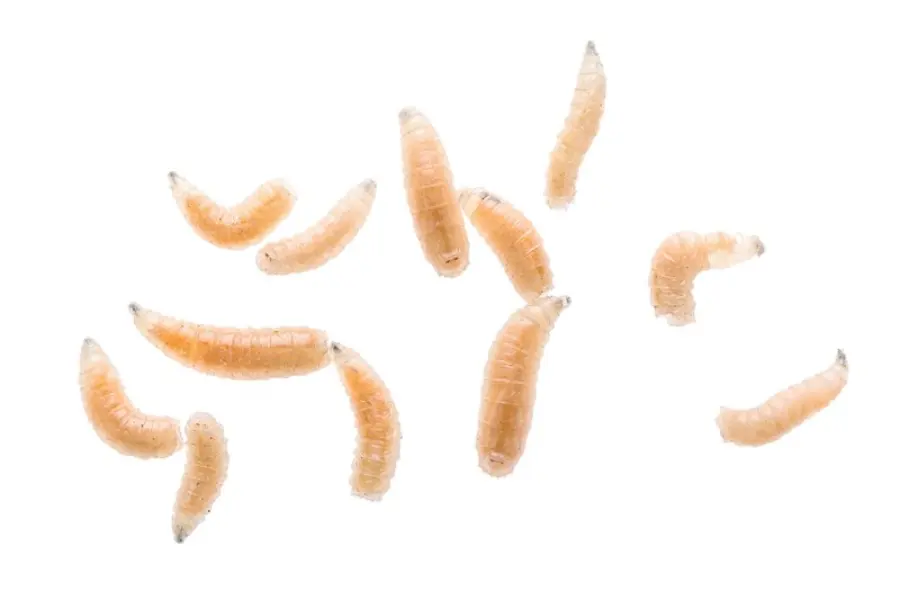 Maggot fly larva close up isolated on white background. Fishing bait
