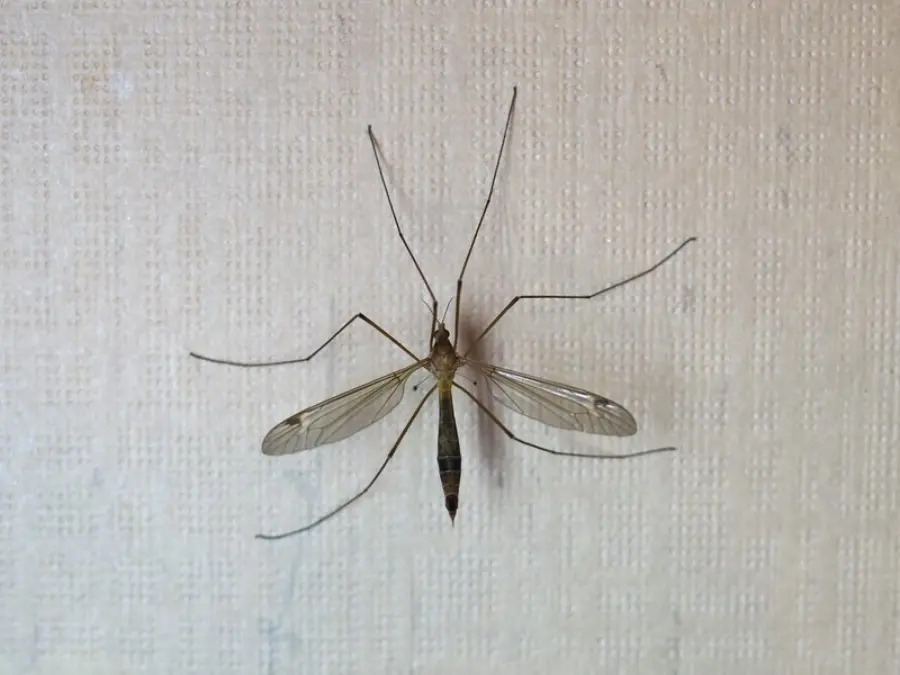 Crane Fly Resting On A Wall Inside A Home