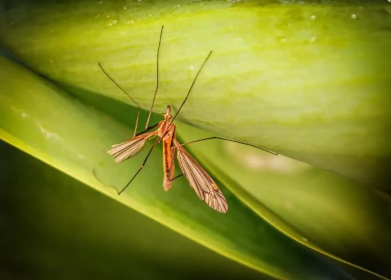 Do Crane Flies Bite? cover