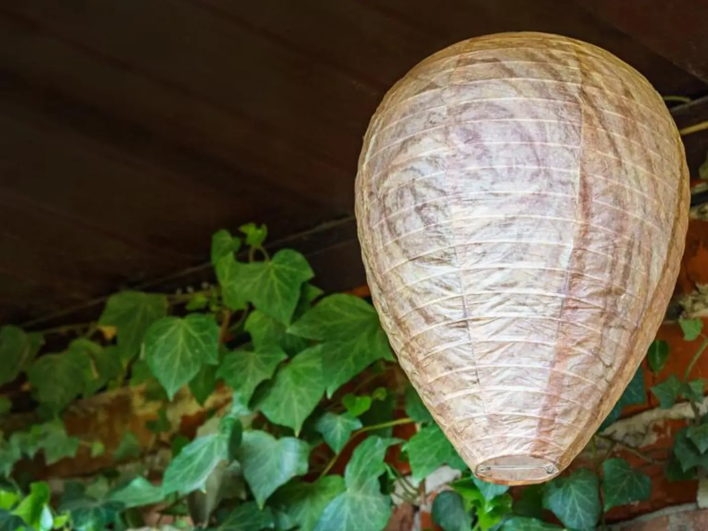 Fake wasp nest to scare dangerous insects away from home. A paper ball in the form of real wasp nest under roof in the garden.