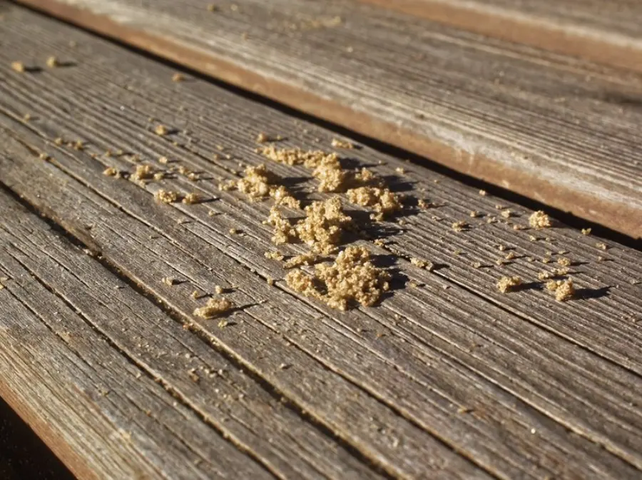 sand scattered on the Board in autumn, Moscow
