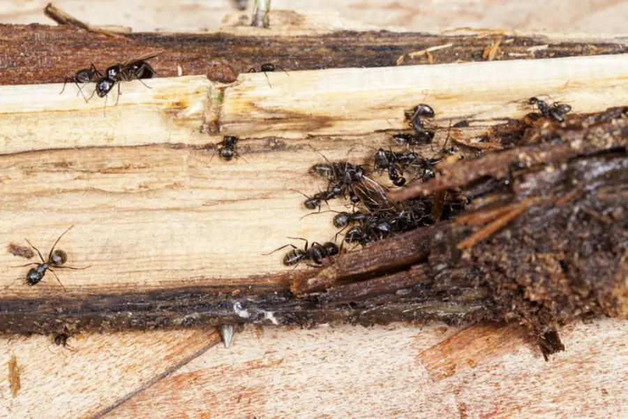 The carpenter ants are working on a piece of wood which is rotting or decayed.