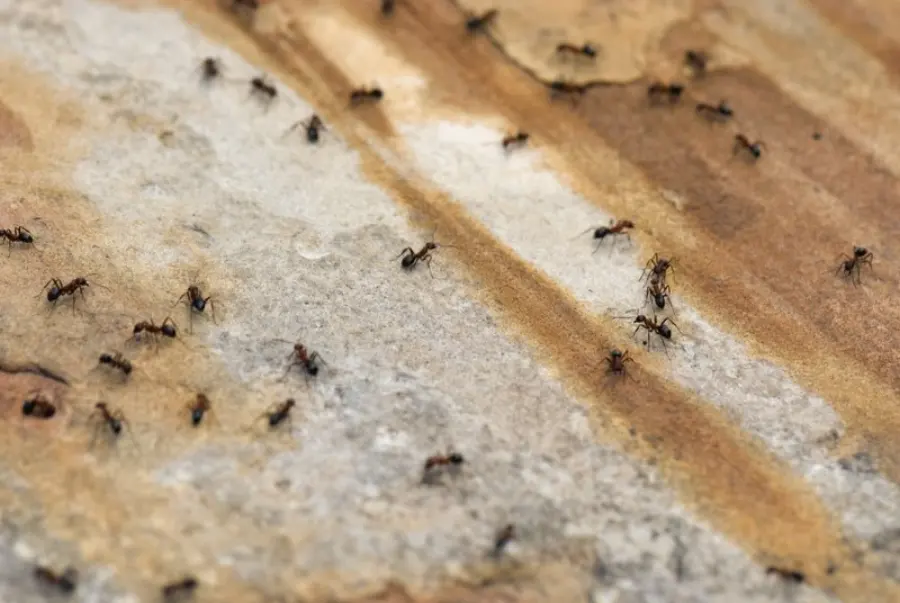 Carpenter worker ants running around garden
